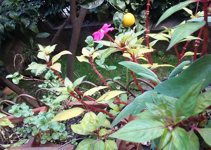 Plan Sea 산타마르게리타리구레